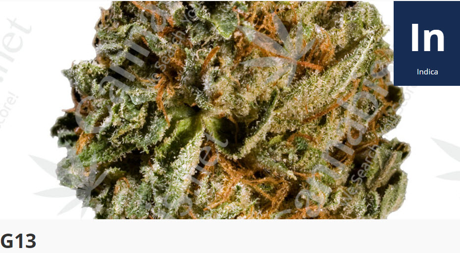 g13 cannabis strain
